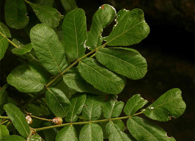 Commiphora marlothii (Paperbark corkwood)