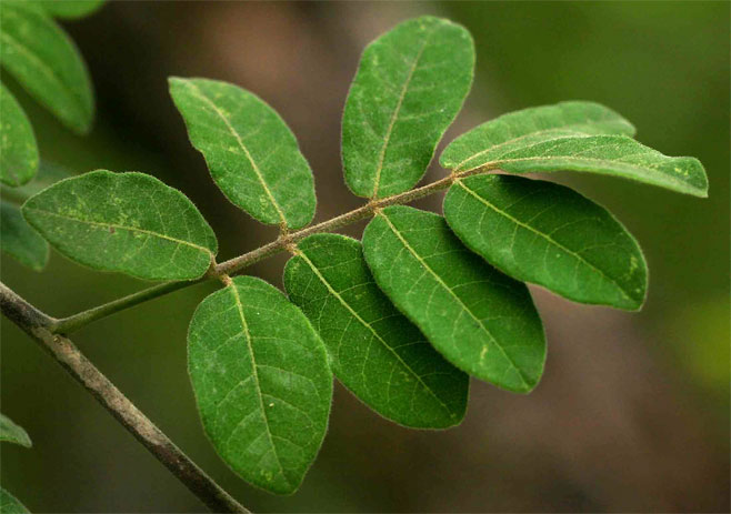 Commiphora mollis (Velvet corkwood)