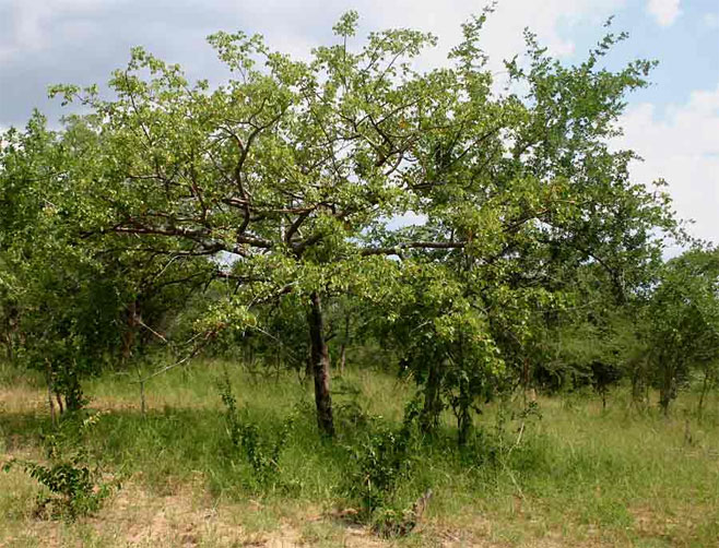 Commiphora mossambicensis 