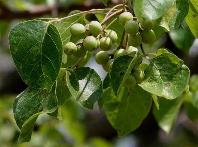 Commiphora mossambicensis 