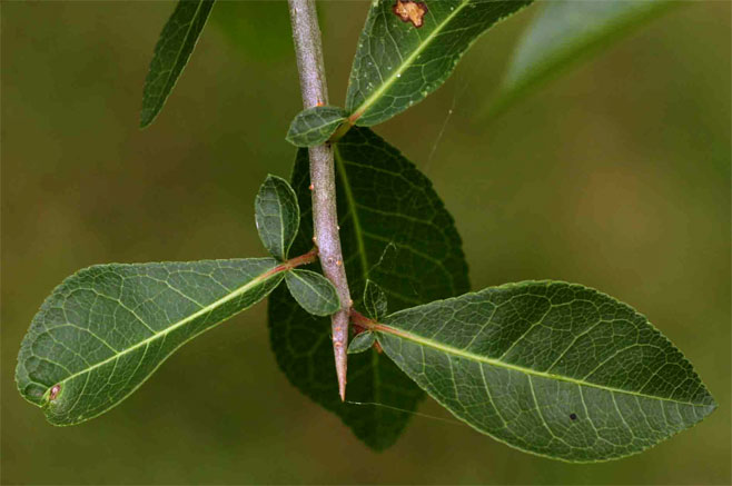 Commiphora pyracanthoides 