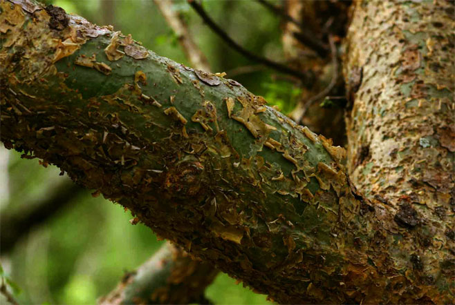 Commiphora schimperi 