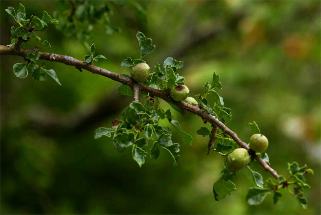 Commiphora schimperi 