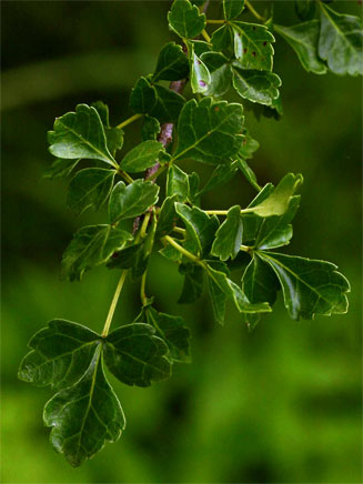 Commiphora schimperi 