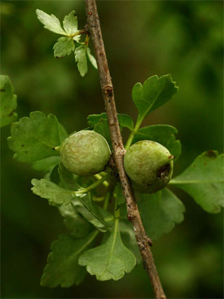 Commiphora schimperi 