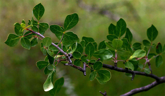 Commiphora tenuipetiolata 