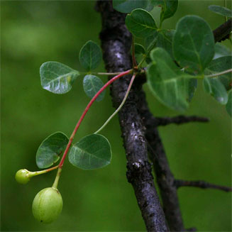 Commiphora tenuipetiolata 