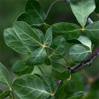 Commiphora tenuipetiolata 