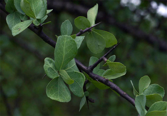 Commiphora viminea 