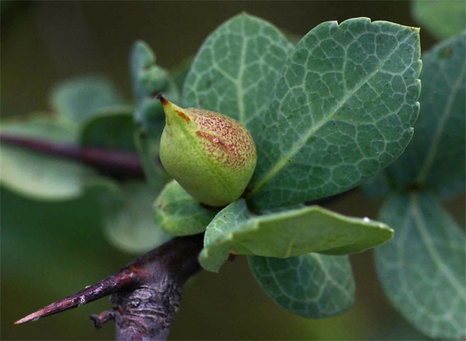 Commiphora viminea 
