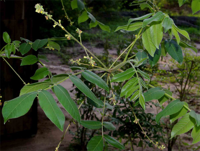 Commiphora zanzibarica (Pongola corkwood)