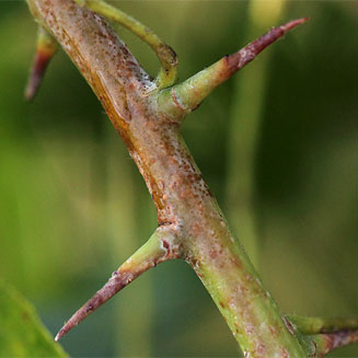 Commiphora serrata
