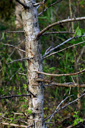 Commiphora serrata