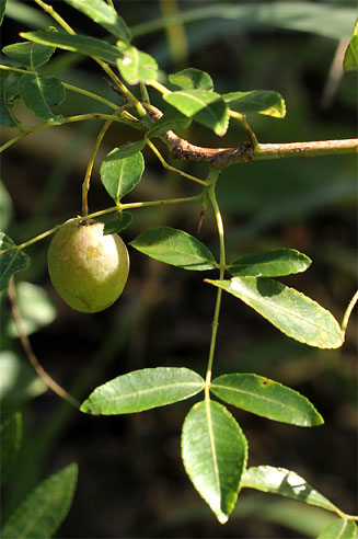 Commiphora serrata