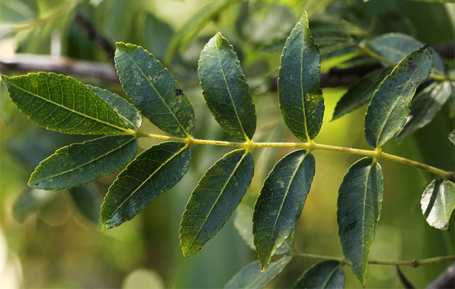 Commiphora serrata