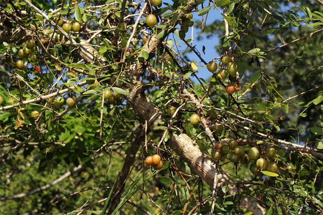 Commiphora serrata