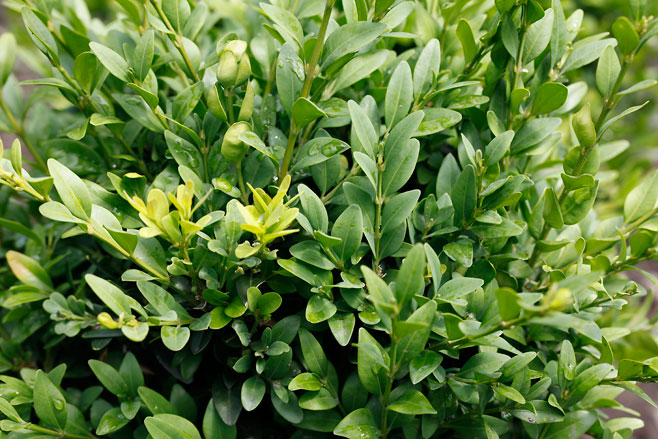 Buxus sempervirens (Common box)