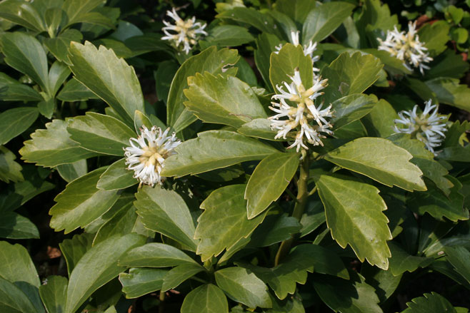 Pachysandra terminalis