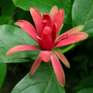 Calycanthus occidentalis (Californian sweetshrub)