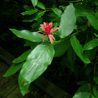 Calycanthus occidentalis (Californian sweetshrub)