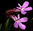 Lobelia sp., Kleinmond Nature Reserve (Western Cape, South Africa).