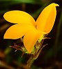 Monopsis lutea