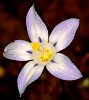 Wahlenbergia ?androsacea