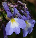 Lobelia valida (Galjoenblom)