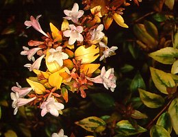 Abelia sp.