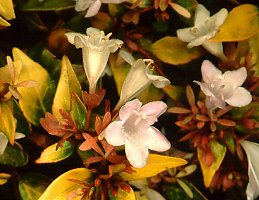 Abelia sp. 