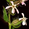 Silene gallica