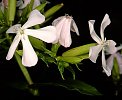 Soapwort Saponaria officinalis in the Company Gardens, Cape Town. Originates from Europe.