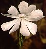 Silene bellidoides Disturbed coastal thicket, Brenton-On-Sea (Western Cape, South Africa).