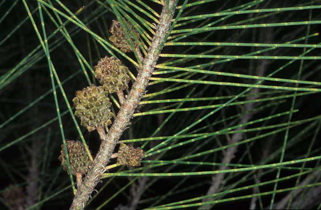 Casuarina equisetifolia