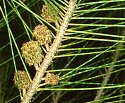 Casuarina equisetifolia (female)