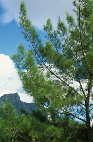 Casuarina equisetifolia