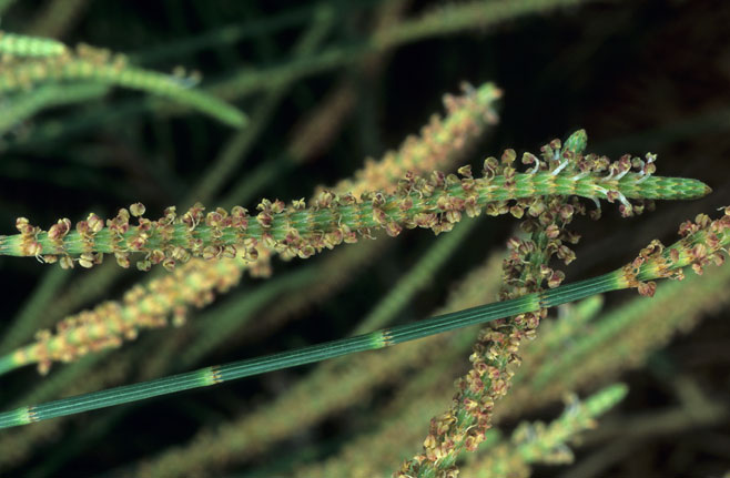 Casuarina equisetifolia