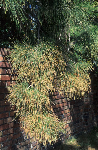 Casuarina equisetifolia