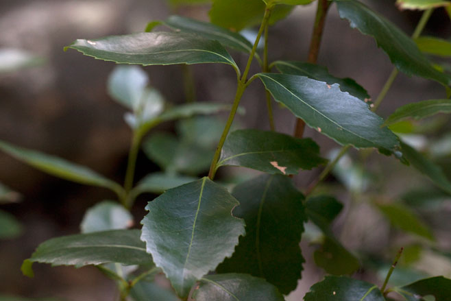 Cassine peragua (Bastard Saffronwood)