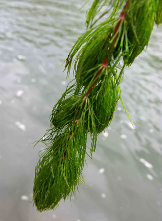 Ceratophyllum demersum