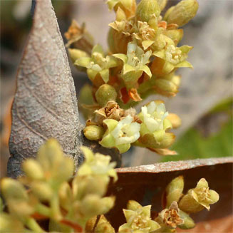 Parinari capensis