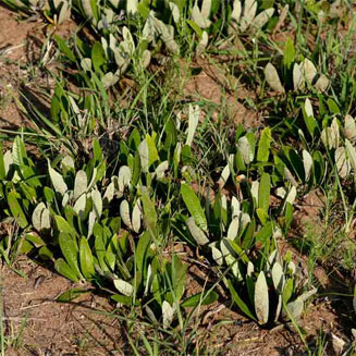 Parinari capensis