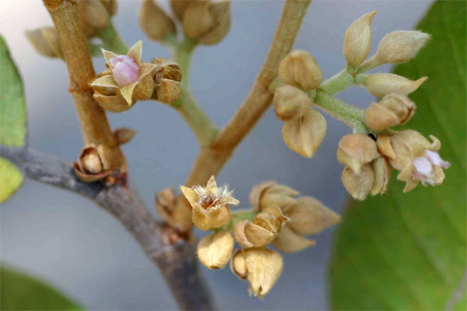 Parinari curatellifolia