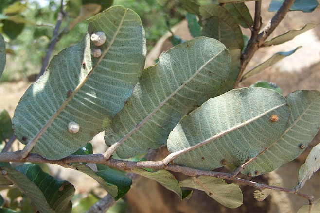 Parinari curatellifolia