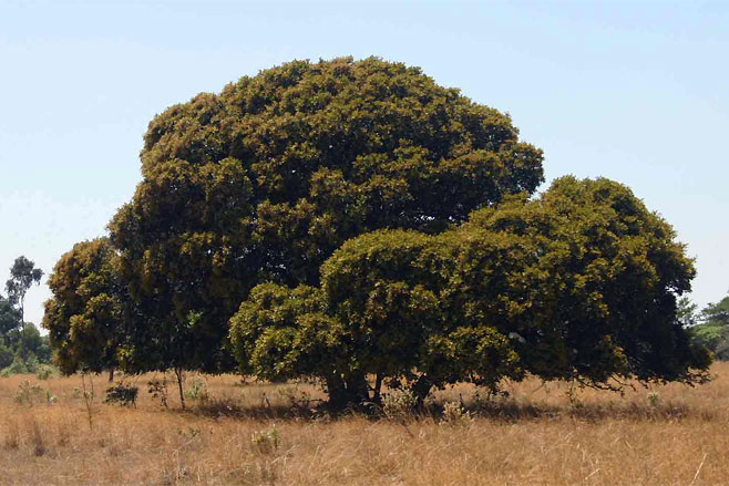 Parinari curatellifolia
