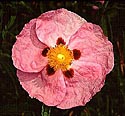 Cistus x purpureus (Orchid rockrose)