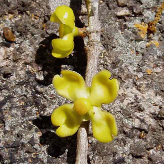 Garcinia buchananii