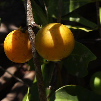 Garcinia buchananii