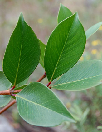 Garcinia buchananii