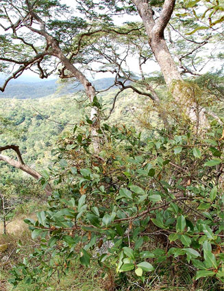 Garcinia buchananii